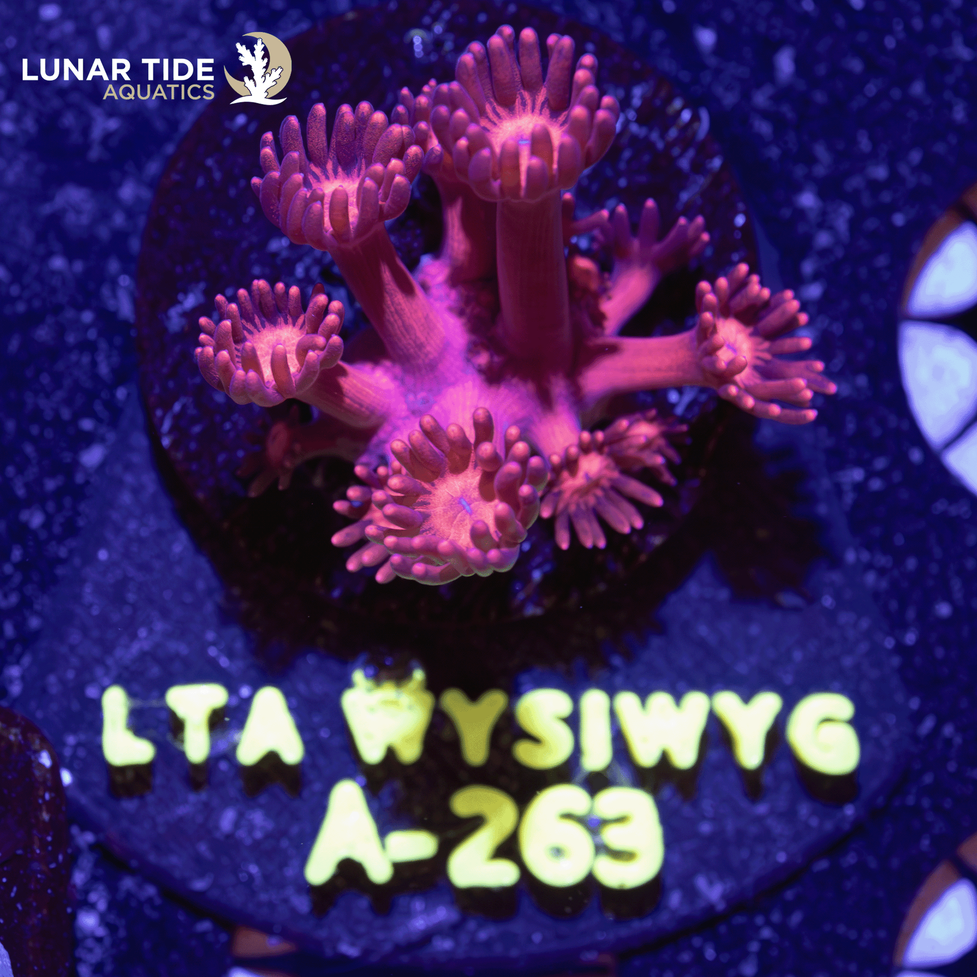 LTA Pretty in Pink Goniopora
