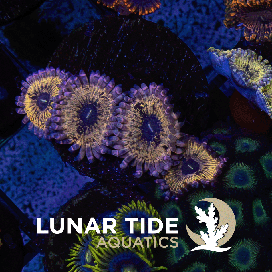 LT Purple Punch Zoas (4-Polyps) coral