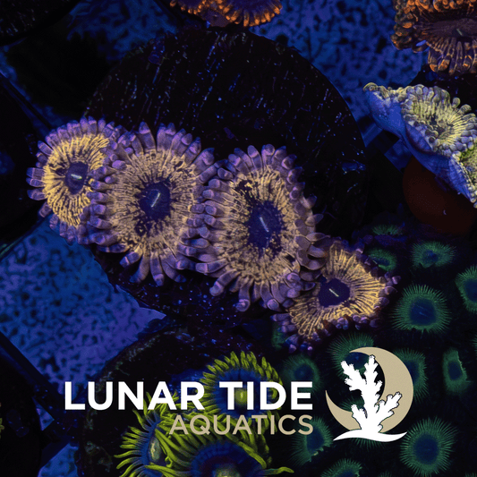 LT Purple Punch Zoas (4-Polyps) coral