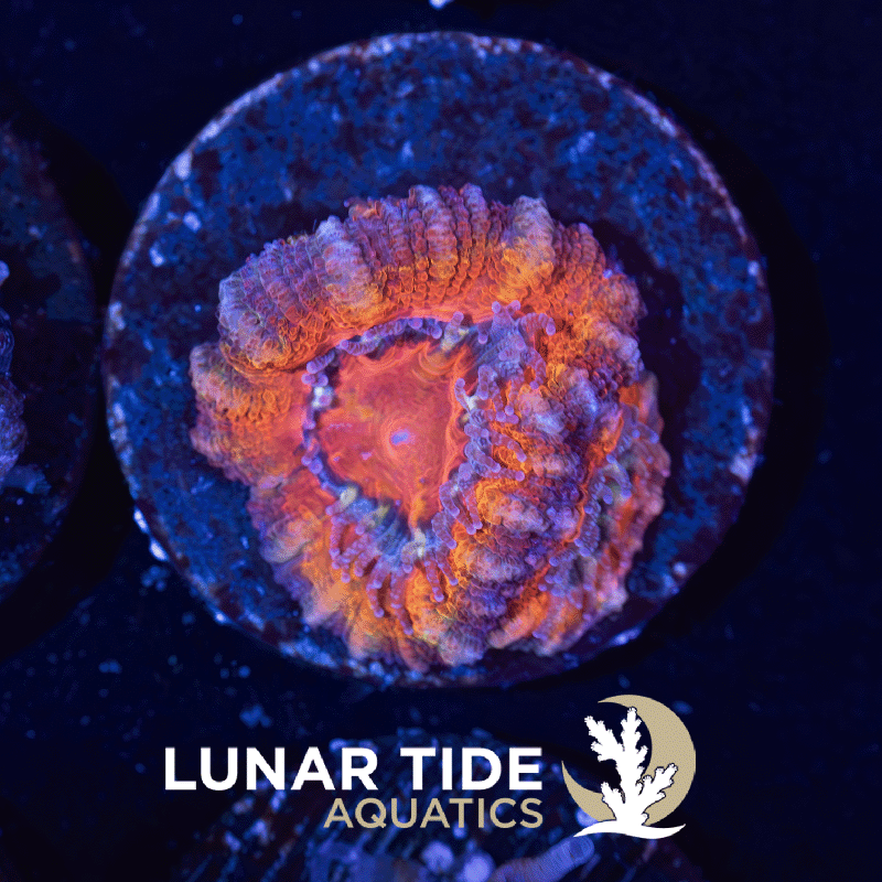 LT Red Fury Acan