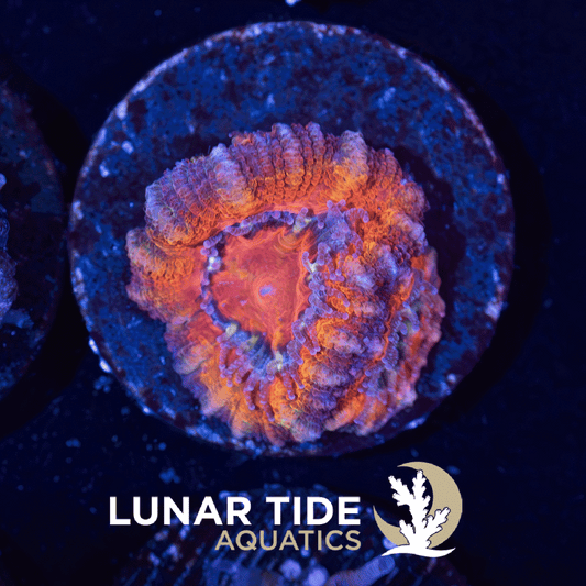 LT Red Fury Acan