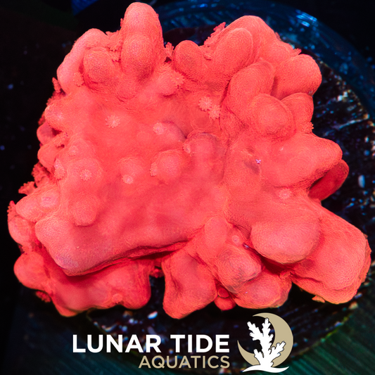 LTA Red Setosa
