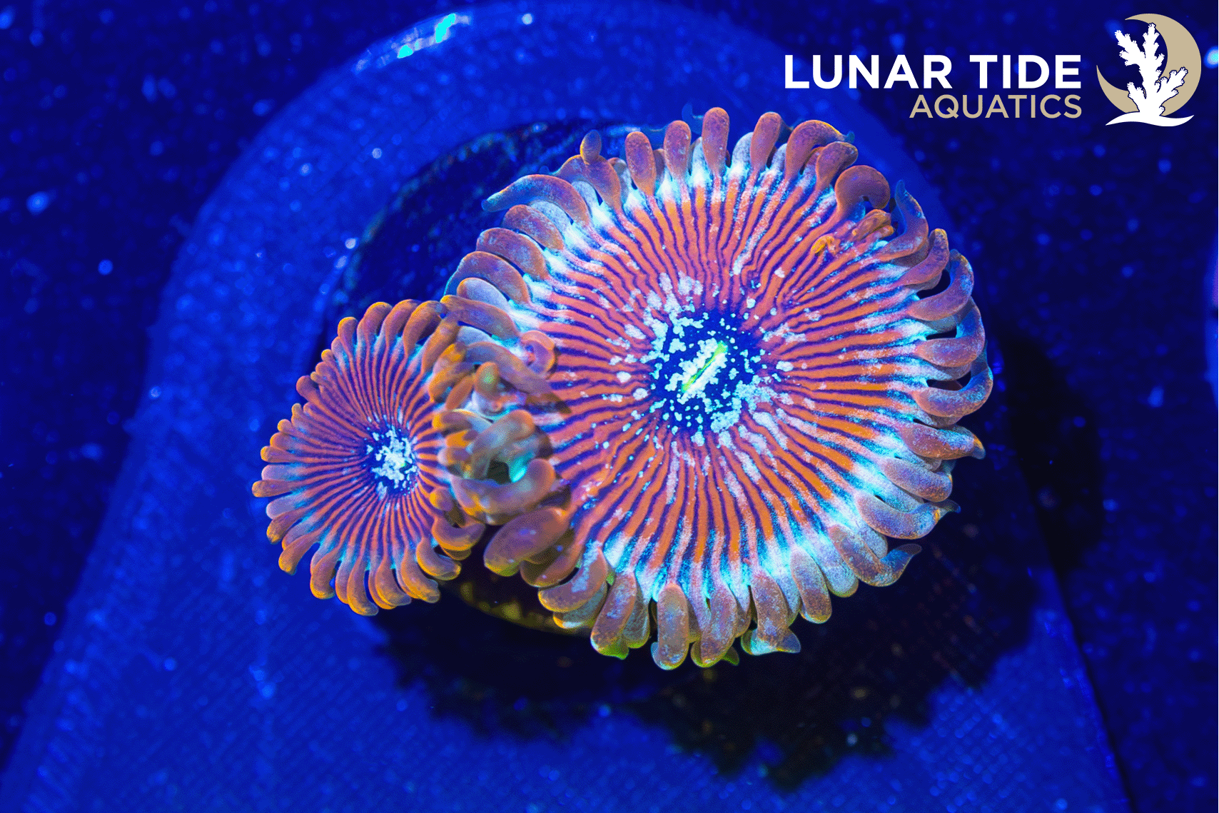 LTA Salted Agave Zoanthids