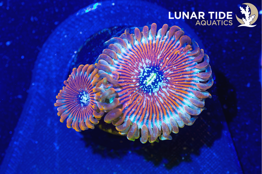 LTA Salted Agave Zoanthids