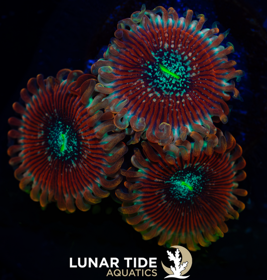 LTA Salted Agave Zoanthids