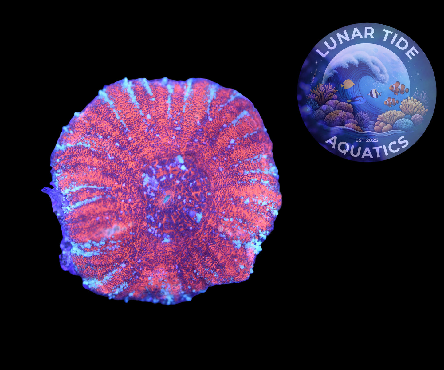 LTA - Red Tides Scoly