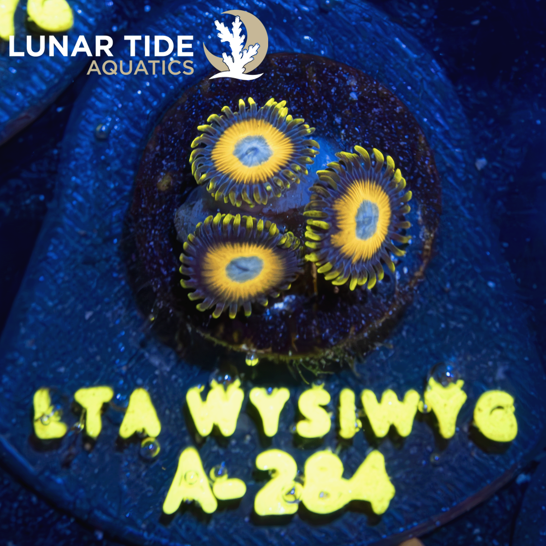 LTA Scrambled Egg Zoanthids