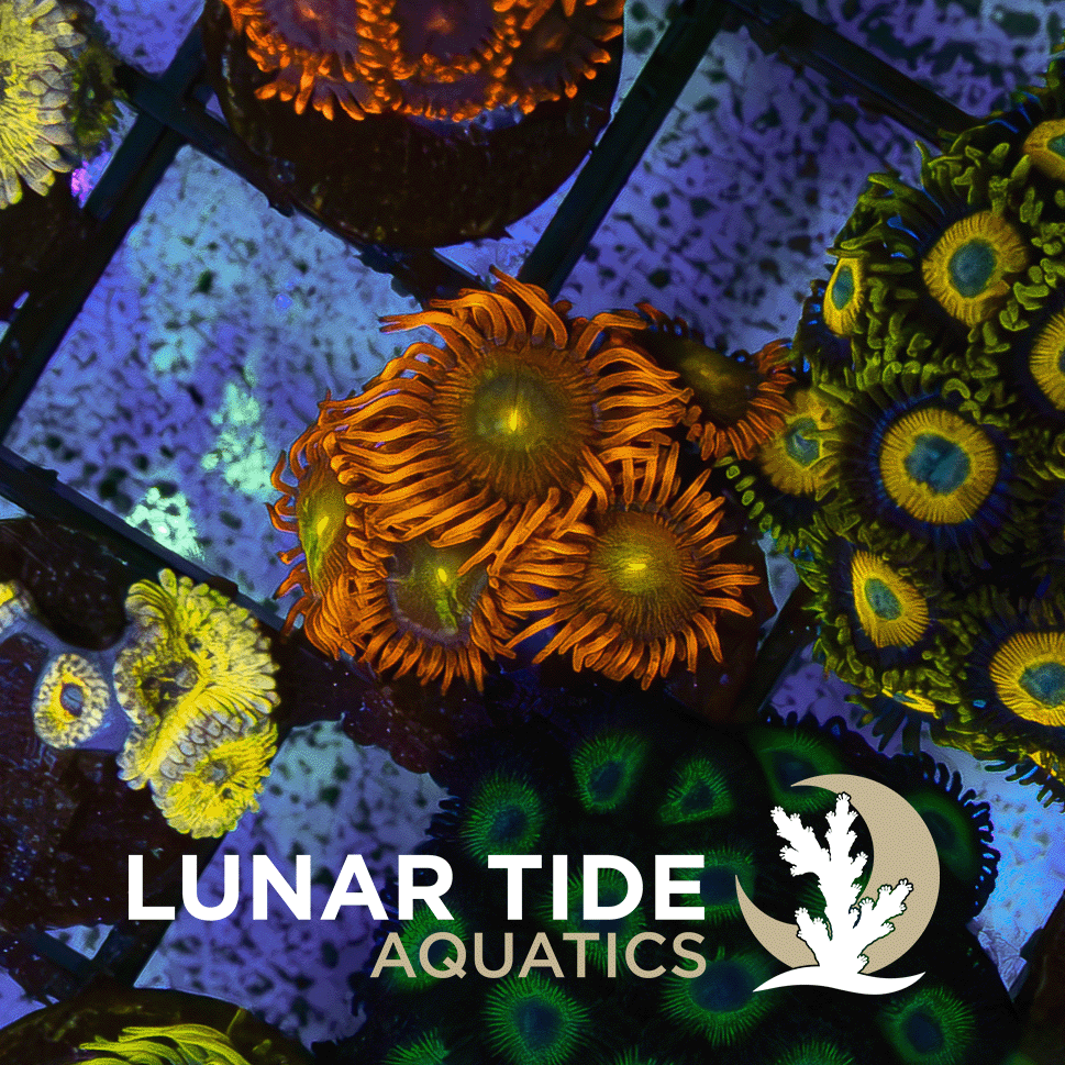 Spit-Fire Zoas coral