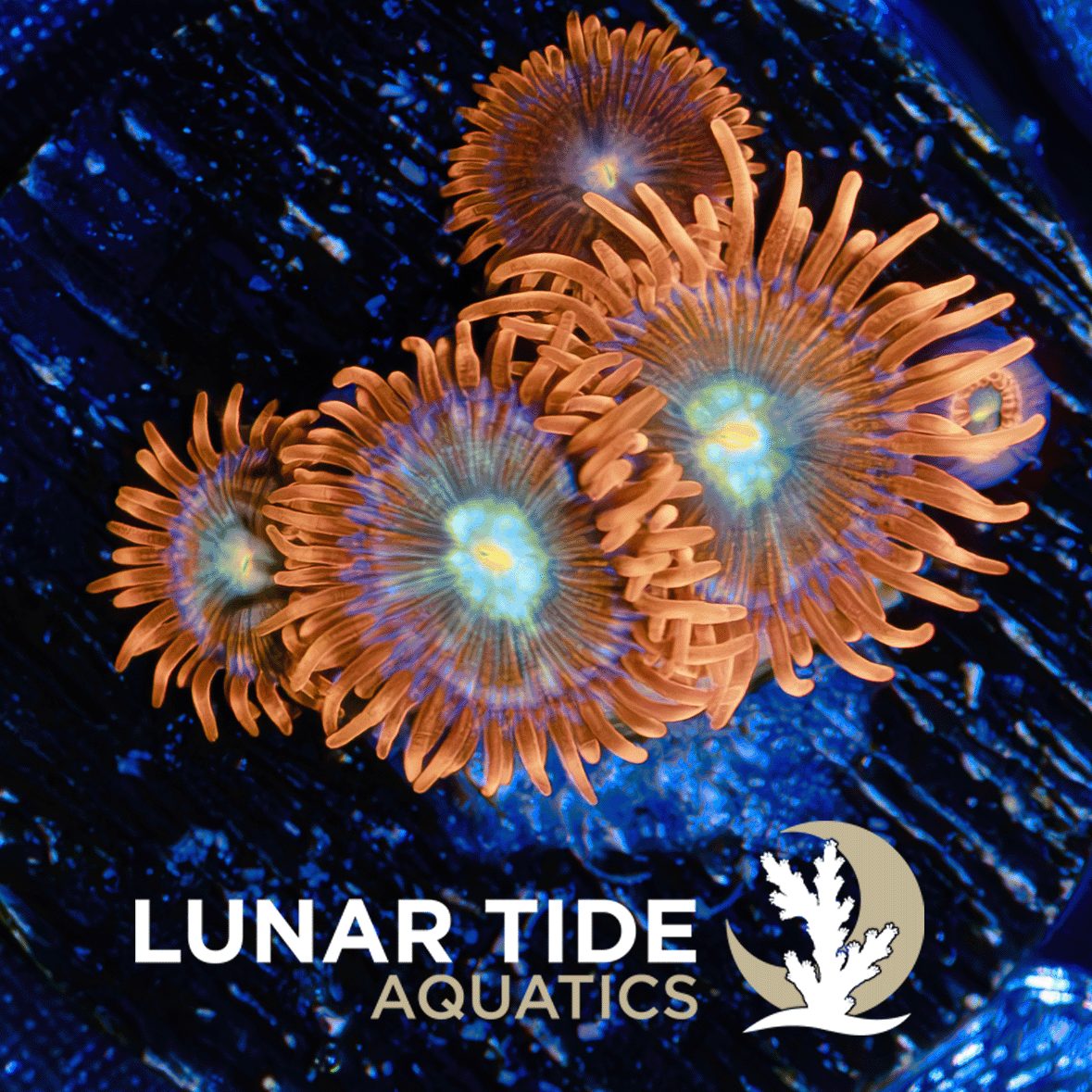 LTA SpitFire Zoanthids