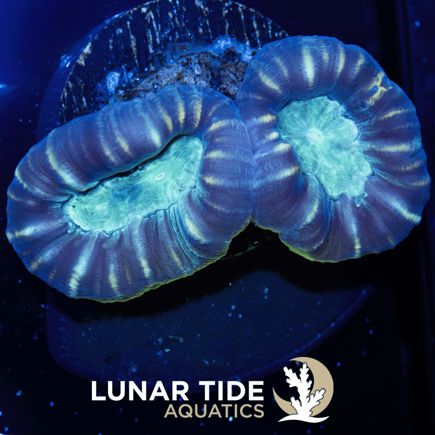LTA Striped Trumpet Coral