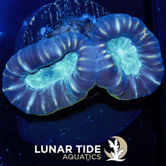 LTA Striped Trumpet Coral