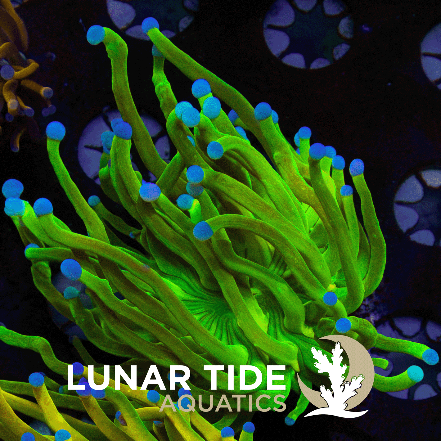 Supa-Fly Lemon Lime Master Torch coral