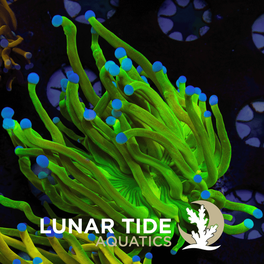 Supa-Fly Lemon Lime Master Torch coral