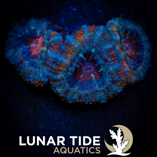 LTA Sun's Fury Acan