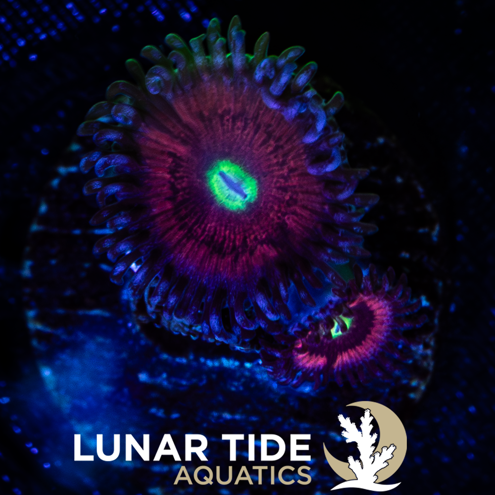 LTA JF Gobstopper Zoanthids
