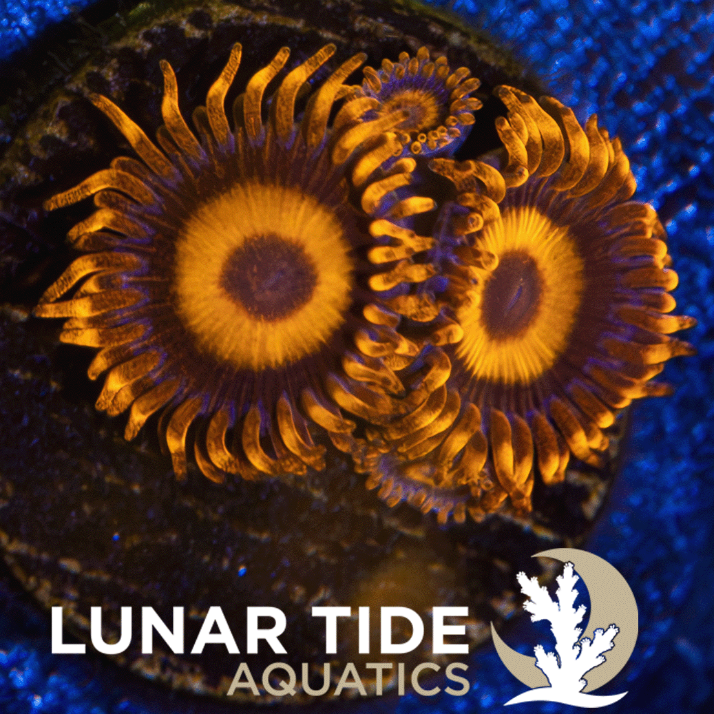LTA Orange Oxide Zoanthids