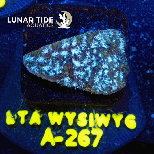 TSA Mr. Freeze Leptoseries