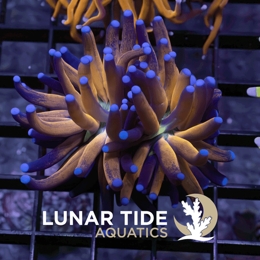 Tiger Torch (Double-Head) coral
