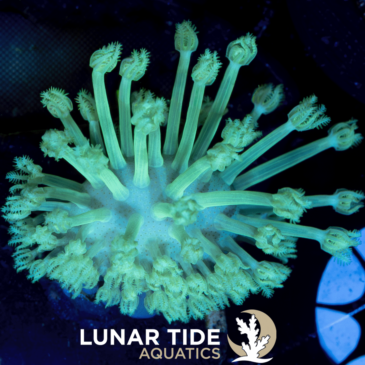 LTA Glowcore Green Toadstool