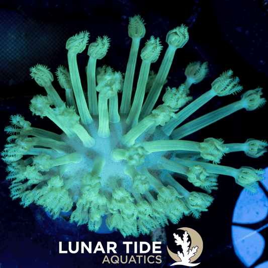 LTA Glowcore Green Toadstool