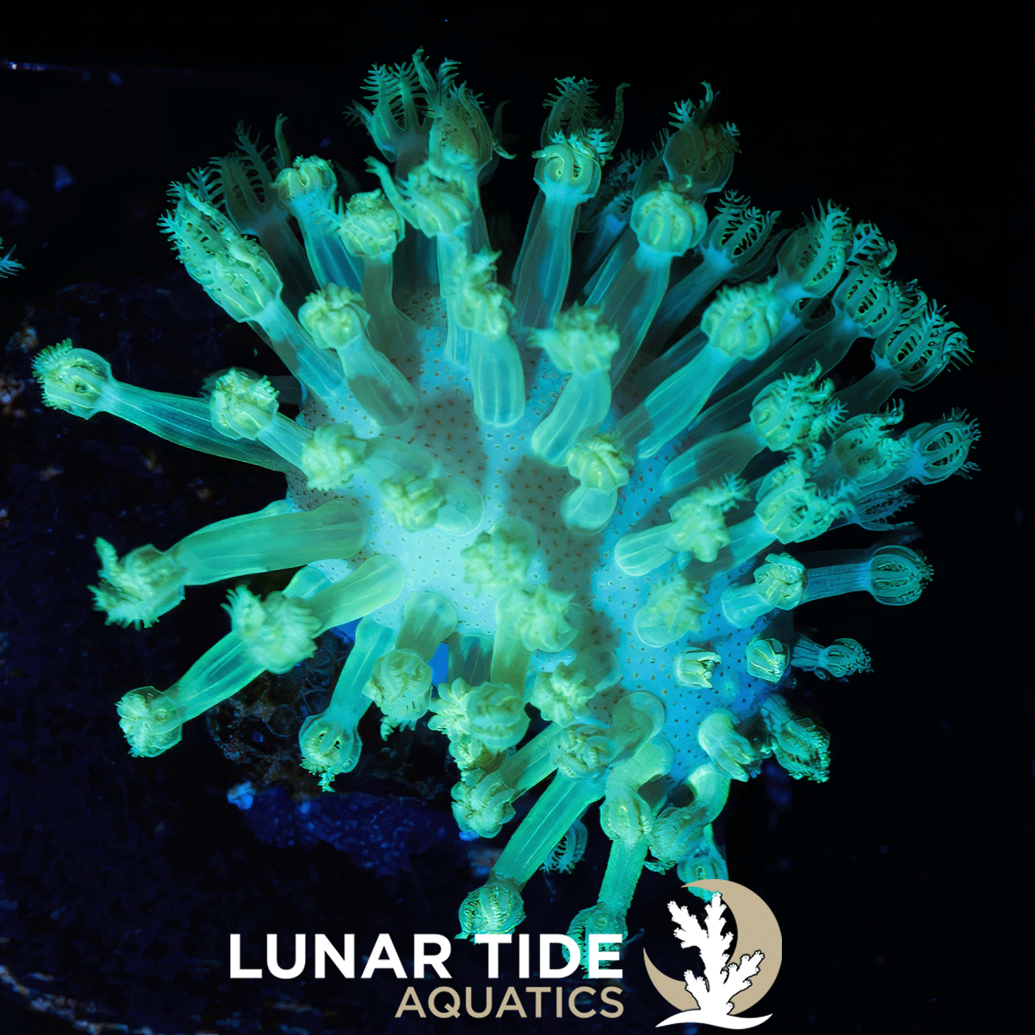 LT GlowCore Toad Stool