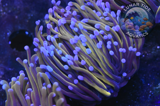 LTA - Wild Indo Gold with Blue/Purple Tips