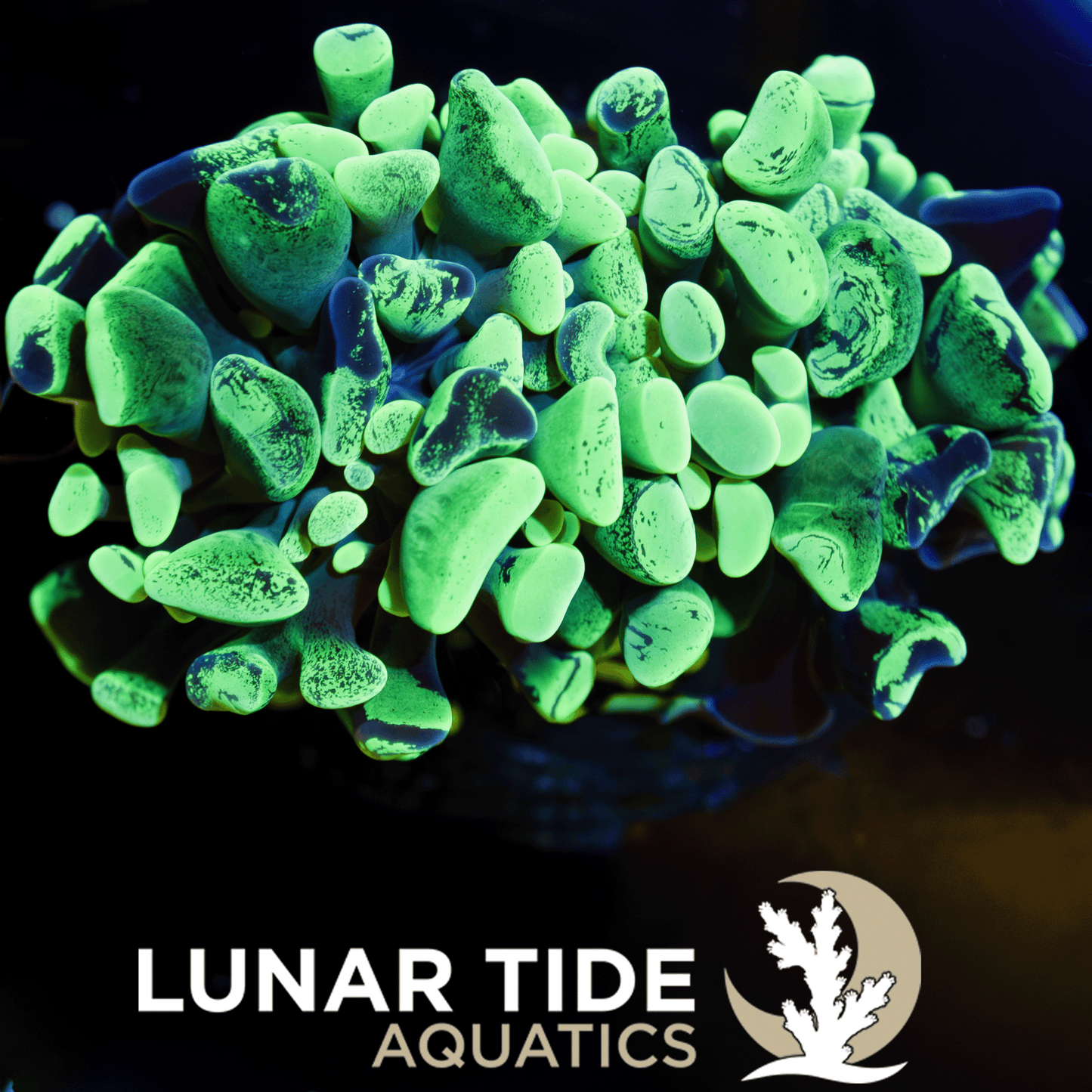 LTA Double Head Toxic Green Splatter Hammer