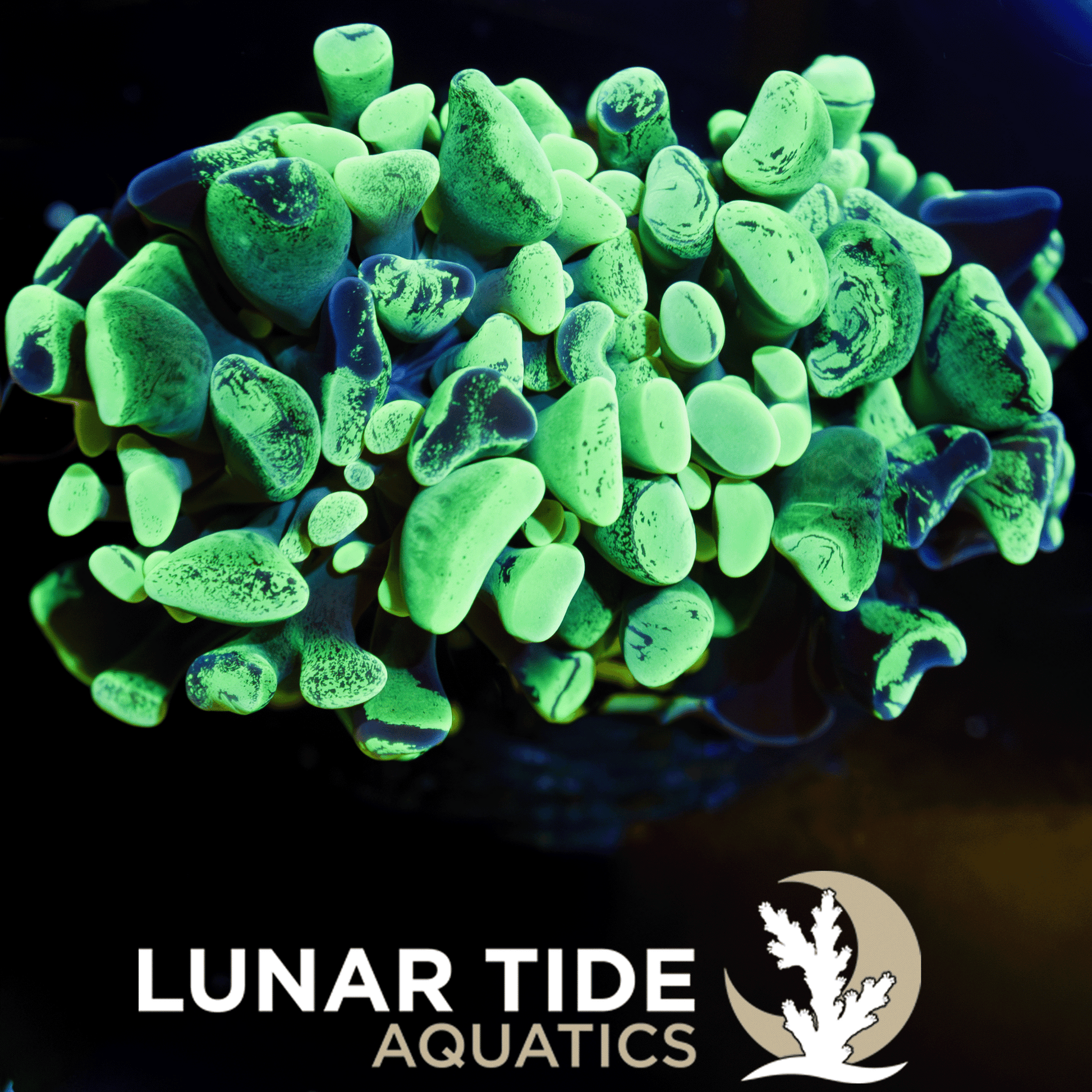 LTA Double Head Toxic Green Splatter Hammer