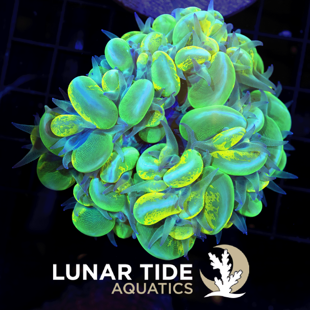 LT Toxic Sludge Bubble Coral
