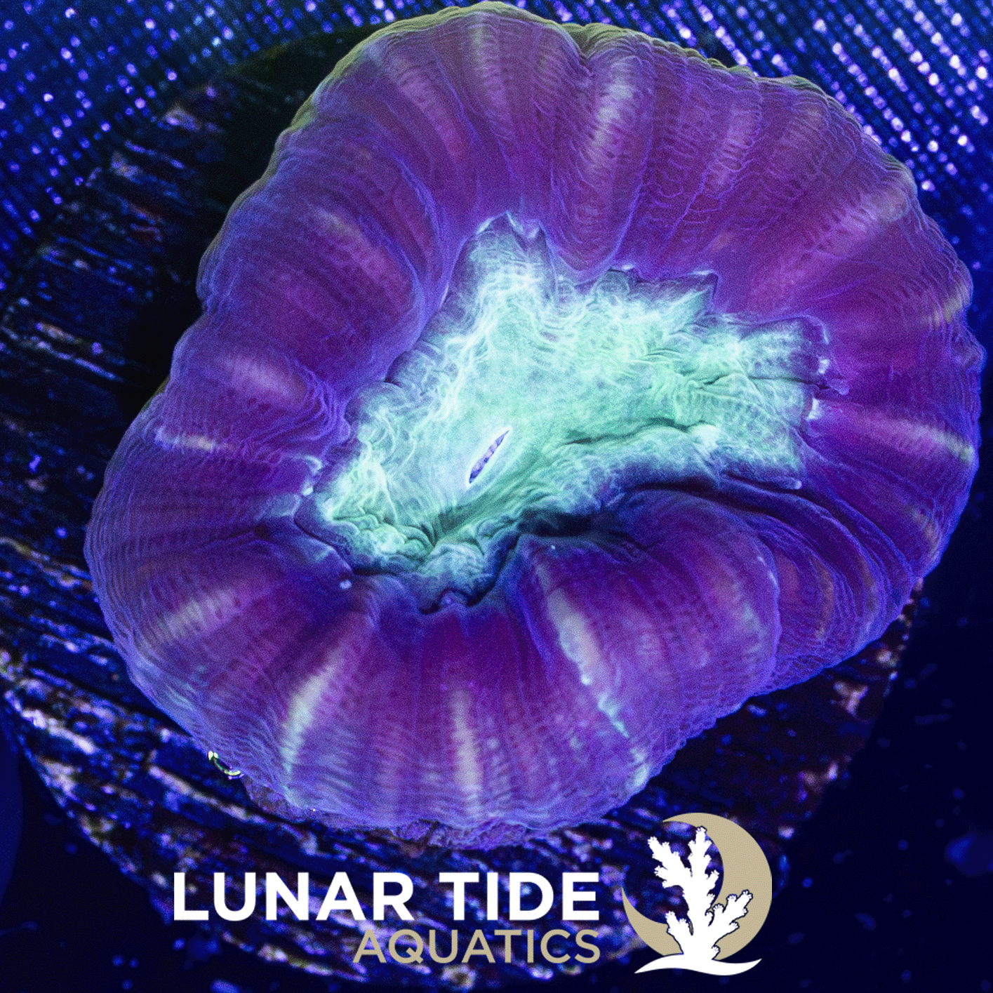 LTA Striped Trumpet Coral