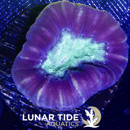 LTA Striped Trumpet Coral