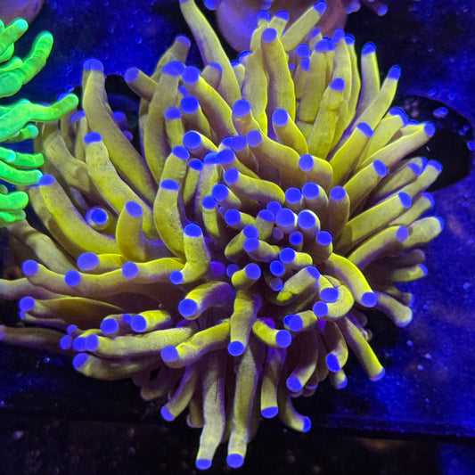 Ultra Premium 24K Torch Coral