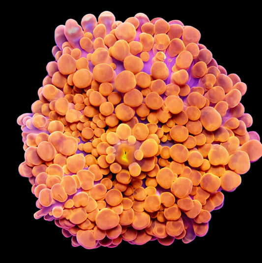 Ultra Orange Ricordea Yuma Mushroom coral frag for sale – vibrant orange ricordea yuma mushroom for reef tanks and saltwater aquariums