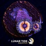 LT Vamps in Drag Zoanthids
