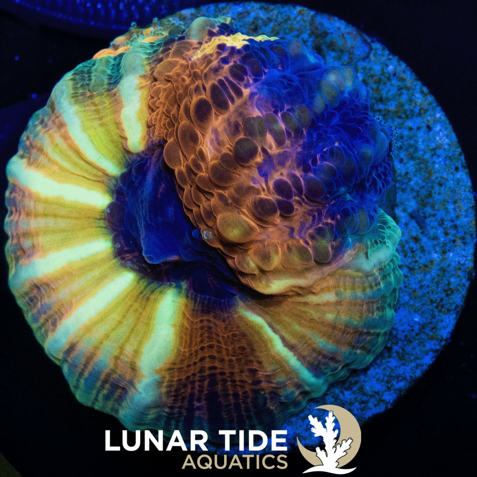 LTA Warp Drive Lobophyllia
