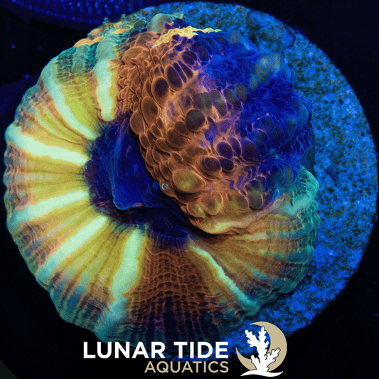 LTA Warp Drive Lobophyllia
