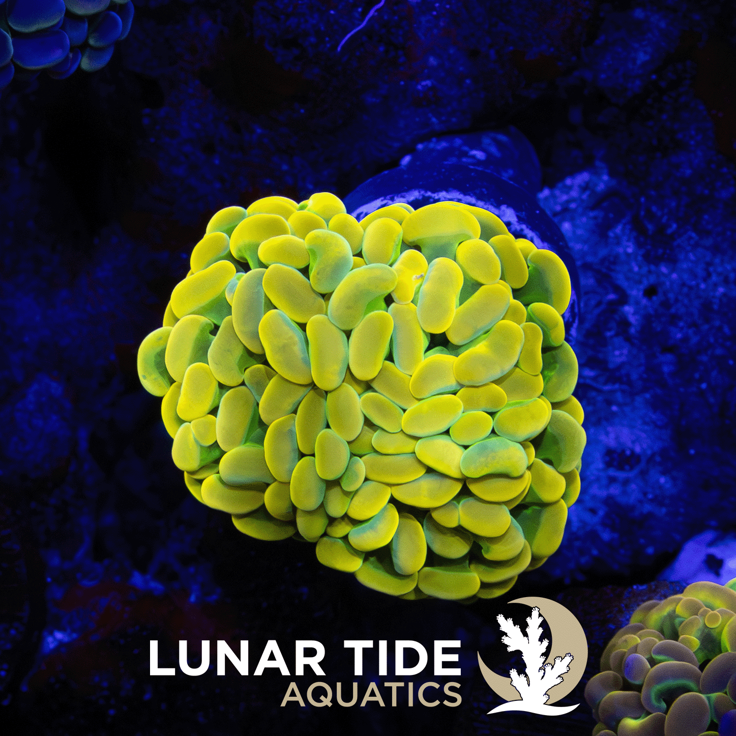 Willy Wonka Hammer coral