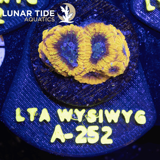 LTA Yellow Submarine Favia