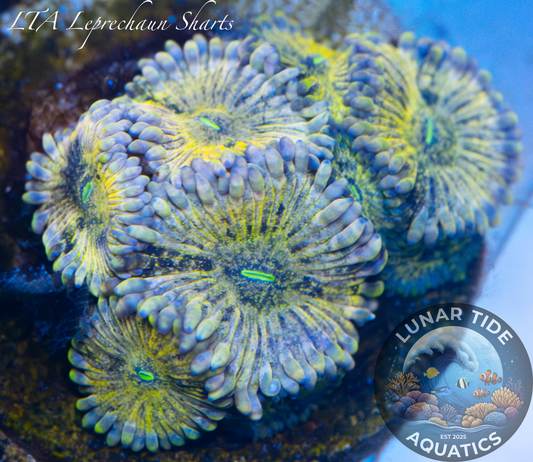 LTA Leprechaun Shart Zoas