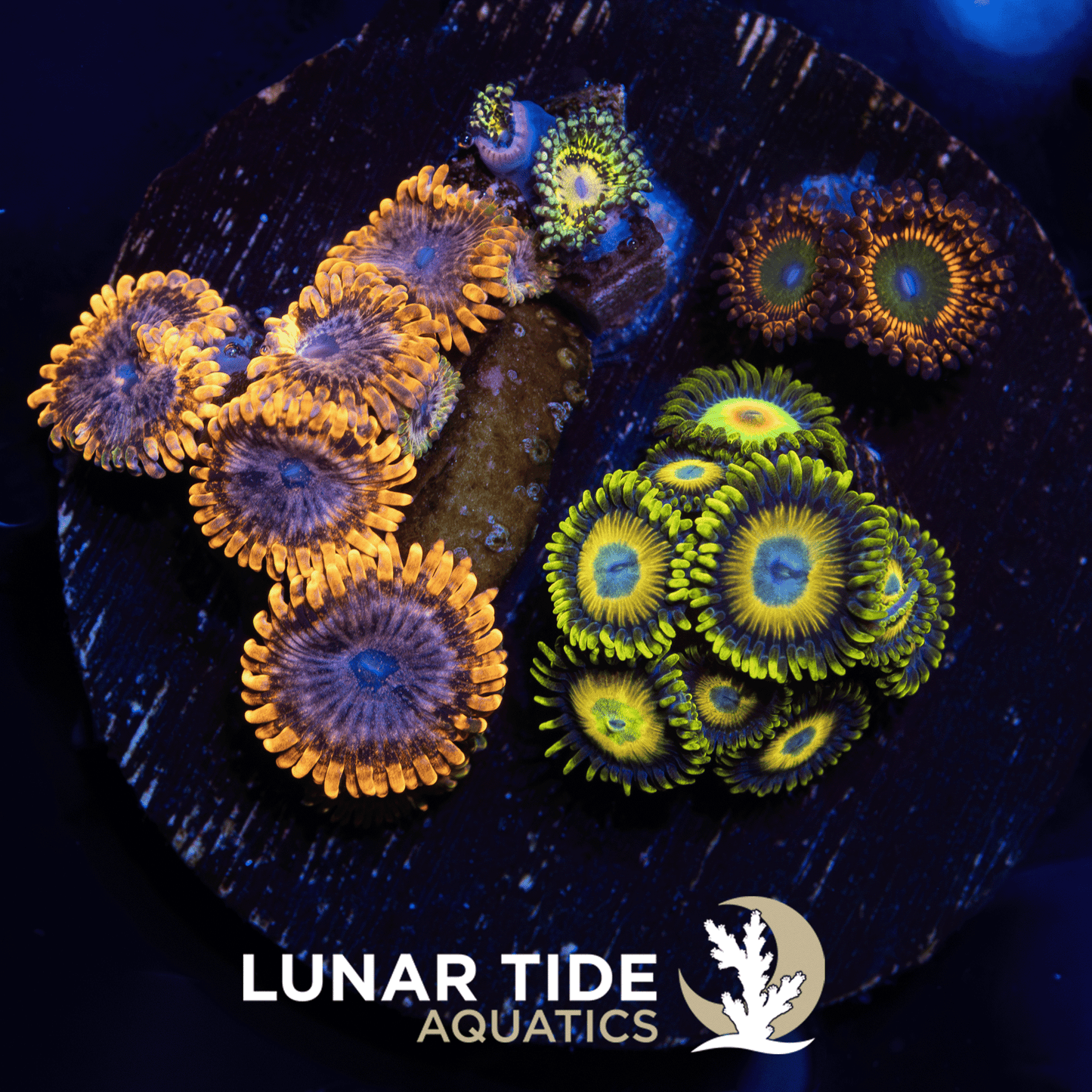 LTA Zoa Garden