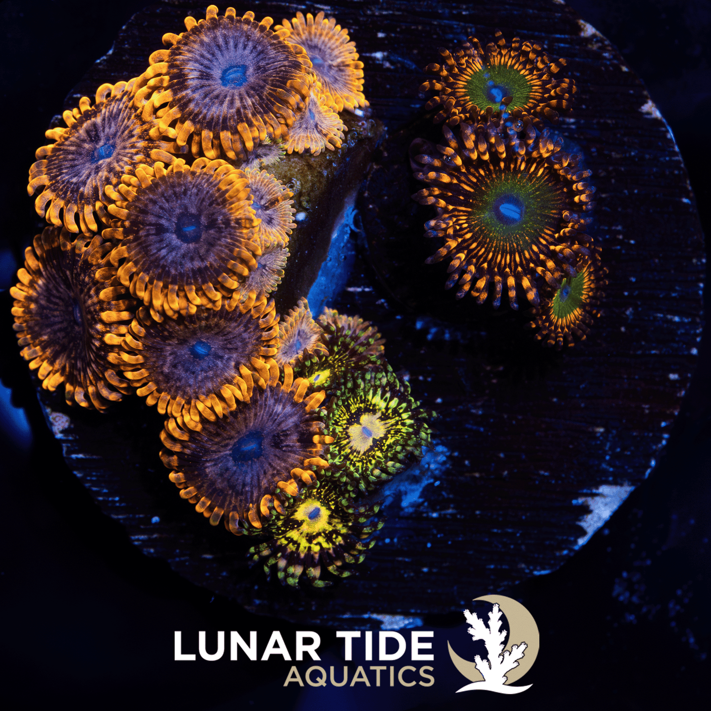 LTA Zoa Garden