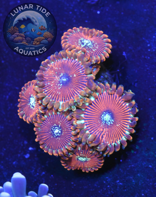 LTA - Ultra Magician Zoas (001)