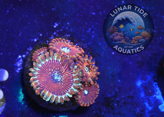 LTA - Ultra Magician Zoas (002)
