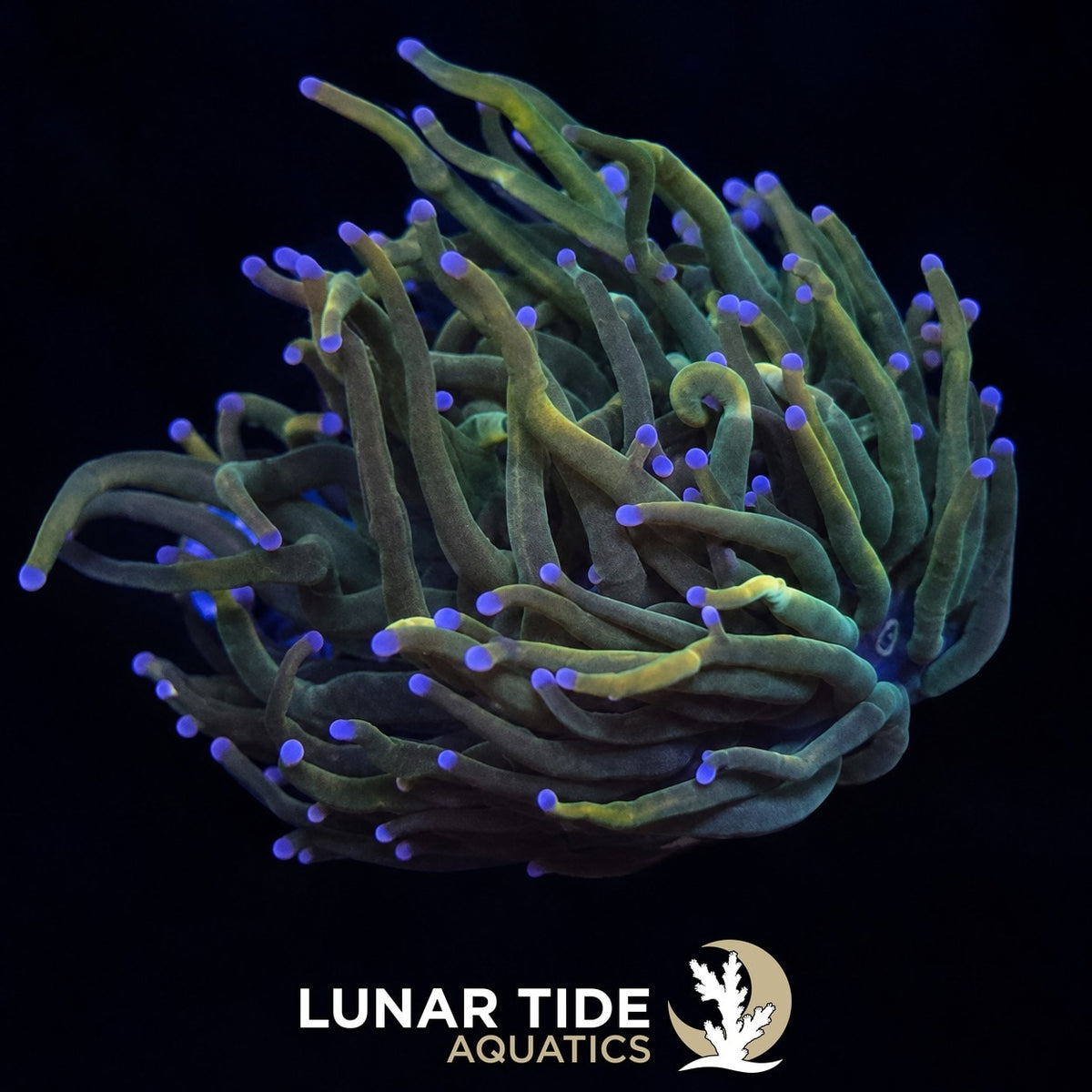 Dragon Tamer Torch Coral coral