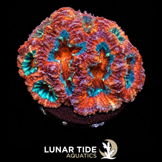 Molten Nebula coral