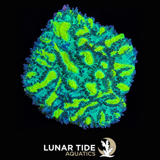 Lunar Tide Aquatics coral photo