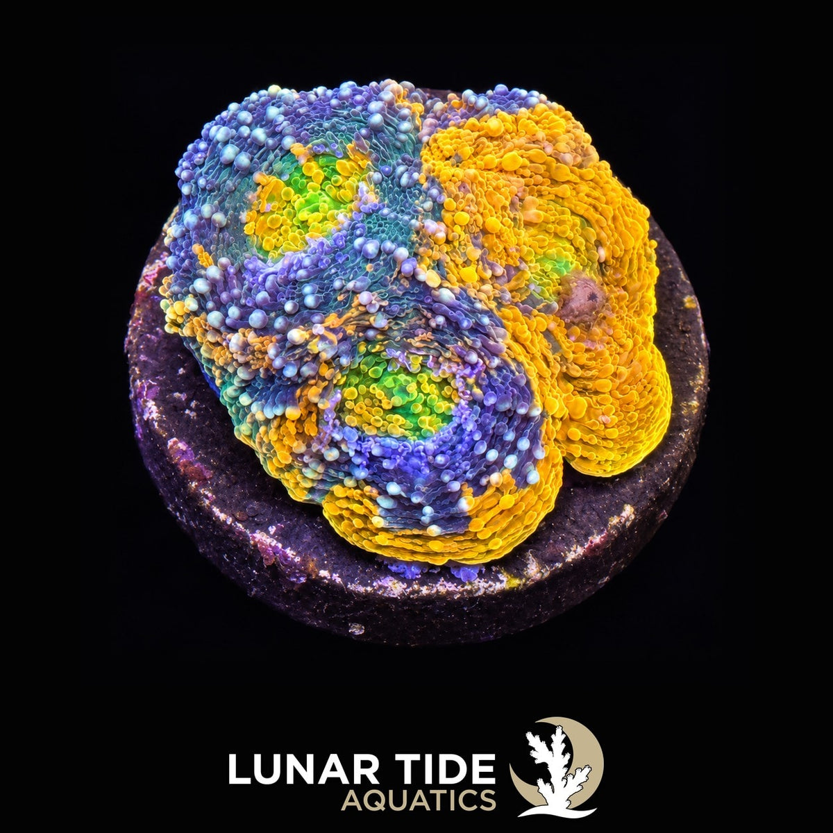 Tropicana Acanthastrea Coral coral