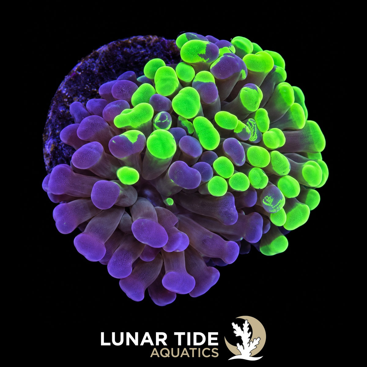 Splatter Pattern Hammer coral