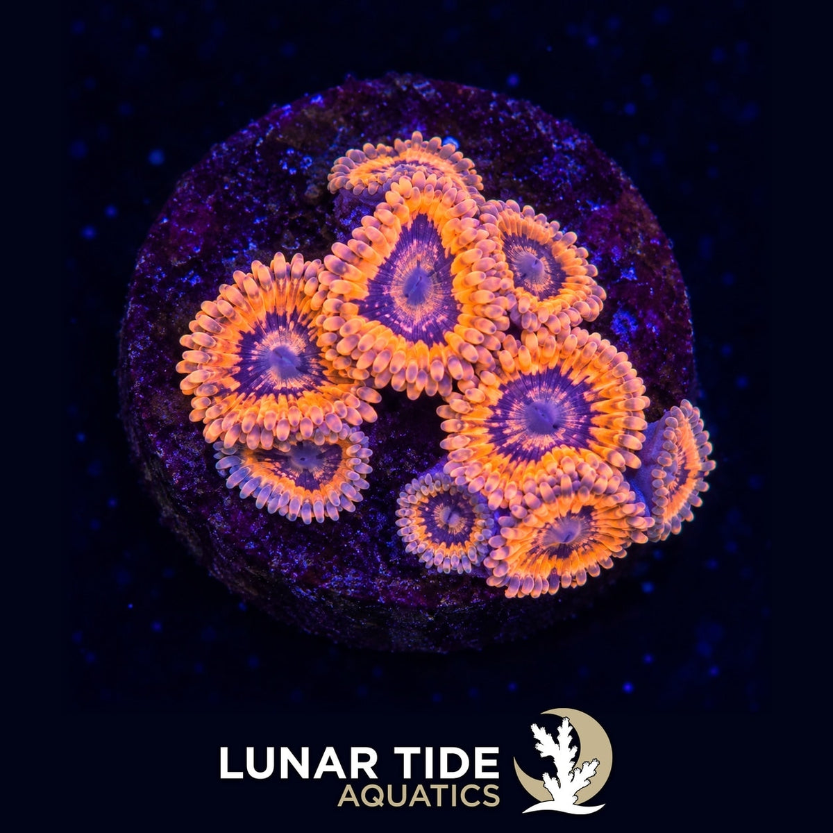 Afterburner Zoas coral