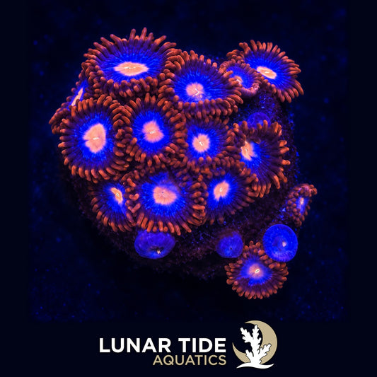 Lunar Tide Aquatics coral photo